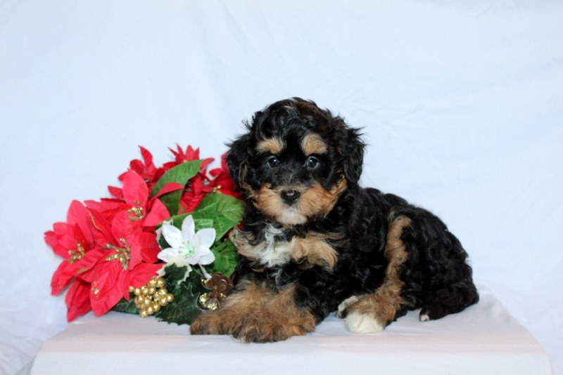 puppy, for, sale, Mini Bernedoodle F2, Matthew B. Stoltzfus, dog, breeder, Gap, PA, dog-breeder, puppy-for-sale, forsale, nearby, find, puppyfind, locator, puppylocator, aca